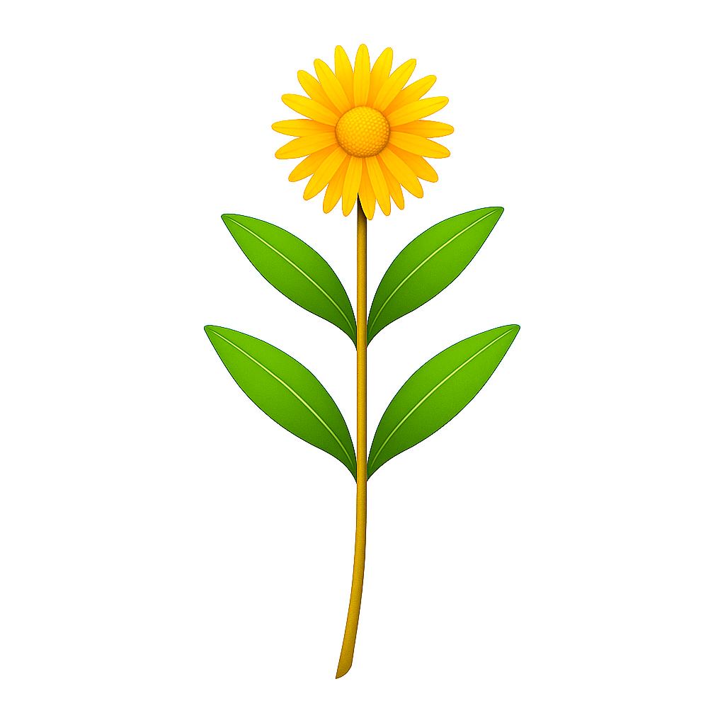 ARNICA OILY MACERATE