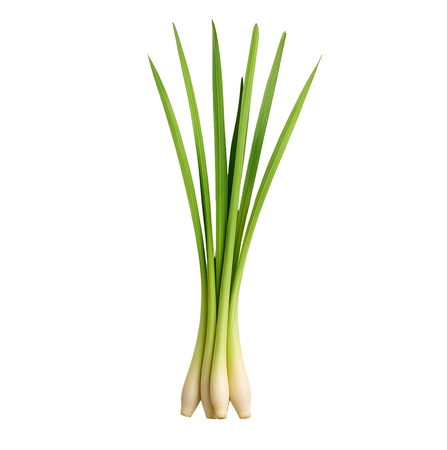LEMONGRASS ESSENTIAL OIL