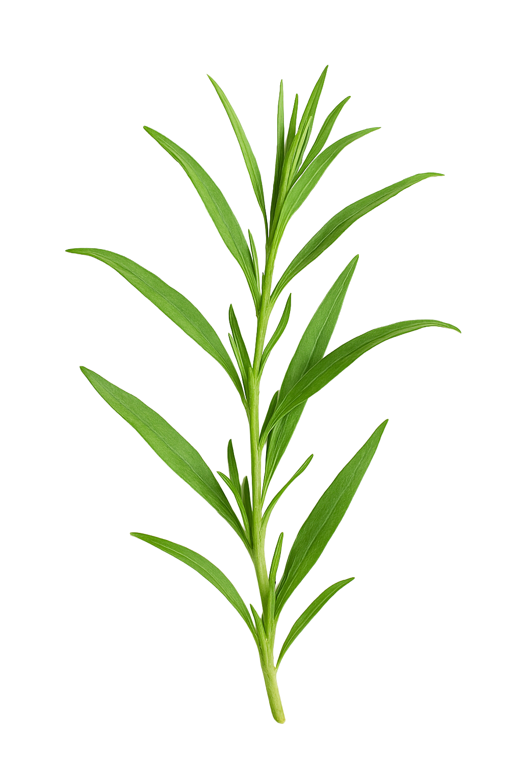 TARRAGON ESSENTIAL OIL