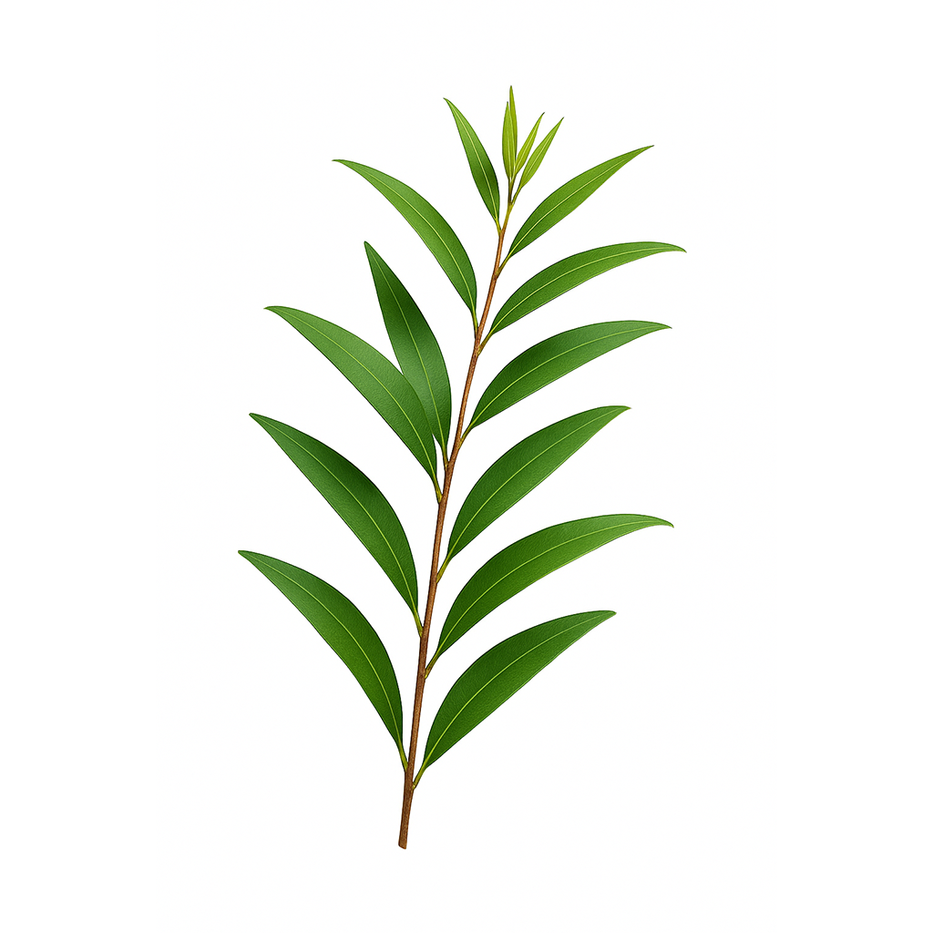 CAJEPUT ESSENTIAL OIL