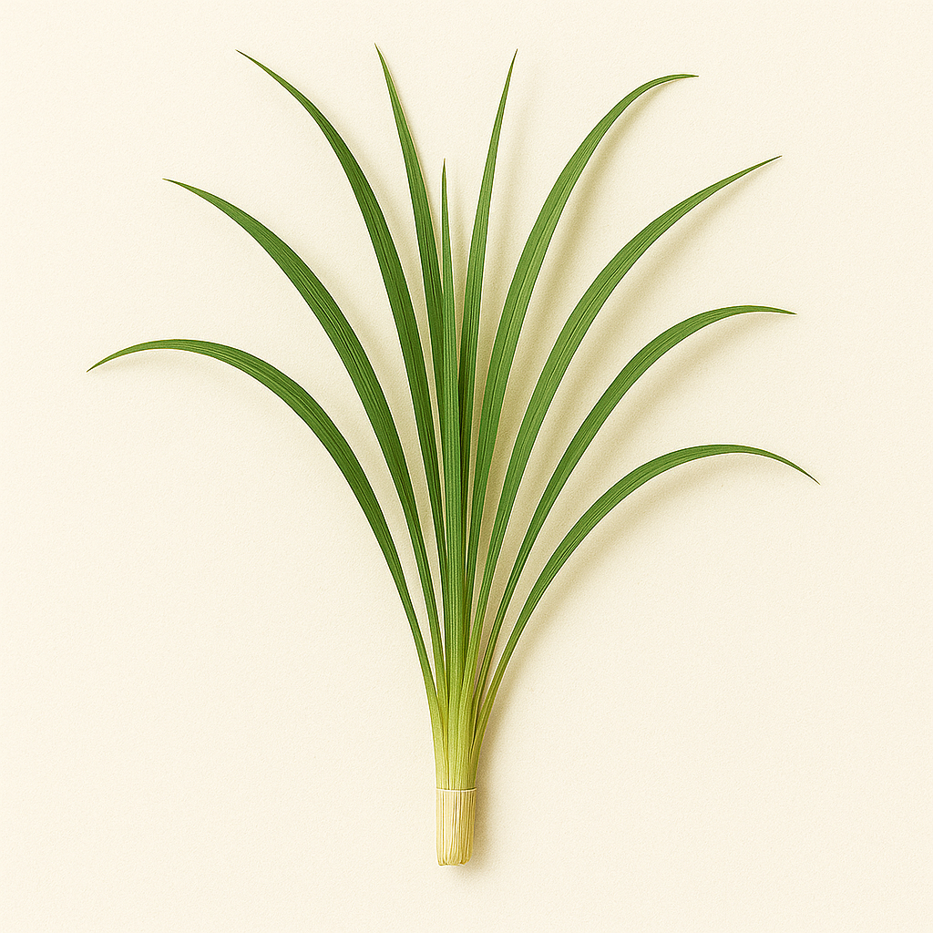 LEMONGRASS ESSENTIAL OIL