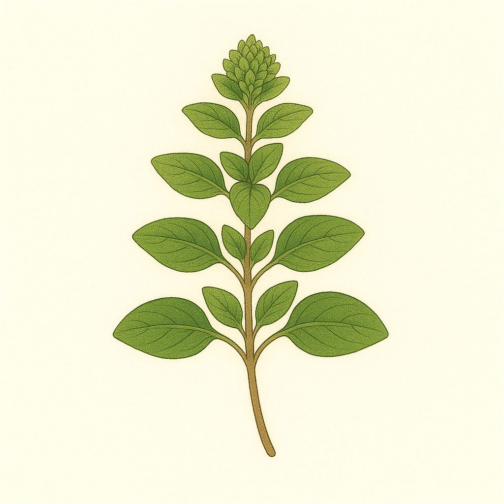 OREGANO ESSENTIAL OIL